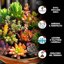ZOMA VULC Lapillo Vulcanico per Piante 3/5 mm - Drenaggio e Aerazione - Ideale per Bonsai, Piante Grasse e Giardino - Made in Italy - 20KG 2