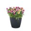 Lechuza Classico Color 28 Slate Matte Self-Watering Round Planter 11" 2