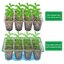 Bonviee 10 Pack Seed Starter Tray Kit with Elevated Lids and Adjustable Humidity Vents Green - 120 Cells Clear Seedling Propagation Trays for Greenhouse & Garden 5