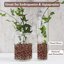 Legigo 2 LB Organic Leca Clay Pebbles, 4mm-16mm Natural Hydroton Balls for Hydroponics, Aquaponics, Orchids and Indoor Plants 6