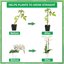 Kit Supporto per Piante in Fibra di Vetro - 110 Pezzi con Tubi di Prolunga e Moschettoni per Pomodori, Orchidee e Piante da Appartamento 5