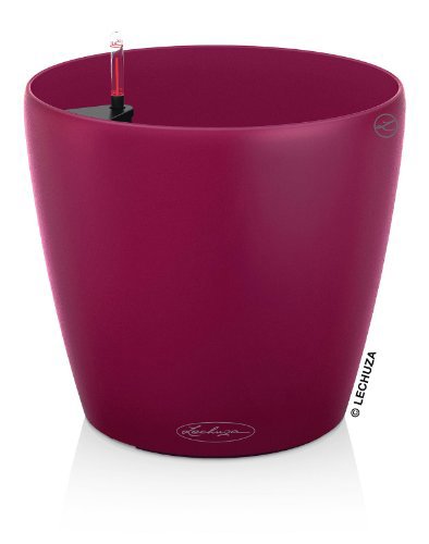 Lechuza Classico Color 21 Purple 8.3"