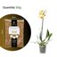 GebEarth Sfagno Cileno in Fibre - Substrato Naturale per Orchidee, Bonsai e Piante Carnivore - 50g 5