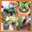Legigo 12 Quarts Organic Orchid Potting Bark - All Natural Pine Bark Wood Chips for Root Development and Houseplant Mulch 6