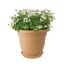 Elho Green Basics Saucer 34 Sottovaso per Interno ed Esterno - Marrone Mild Terra 7