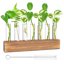 Stazione di Propagazione Idroponica con Supporto in Legno Massiccio e 8 Provette in Vetro Borosilicato - Kit per Piante Acquatiche e Decorazione Casa 1