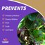 Bonide Captain Jack's Neem Oil 16 oz Ready-to-Use Spray - Organic 3-in-1 Insecticide, Miticide & Fungicide for Plants, Vegetables, Flowers and Indoor Houseplants 4