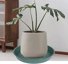 Bleuhome 2 Pack 8 Inch Plant Saucer Green - Heavy Duty Plastic Round Drip Trays for Indoor & Outdoor Flower Pots 7