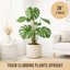 Craft911 Moss Pole Monstera Plant Support - 2 Pack 28 Inch Bendable Coco Coir Plant Stakes 4