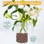 Legigo 10 LB Organic Leca Clay Pebbles - 4mm-16mm Natural Hydroton for Hydroponics, Aquaponics, Orchids and Indoor Plants 6