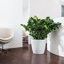 Lechuza Classico Color 35 White Matte Self-Watering Small Round Planter 14" 6