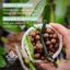 Legigo 6 LB Organic Leca Clay Pebbles, 4mm-16mm Natural Hydroton Balls for Hydroponics, Aquaponics, Orchids and Indoor Plants 3