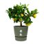 Elho Greenville Round 30 Vaso con serbatoio idrico integrato per Interno/esterno, Plastica Riciclata Ø 29.5 x H 27.8 cm - Verde/Leaf Green 3