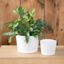 Root & Vessel Majestic Low Profile Cylinder Pot, Matte White, 12.5" 3