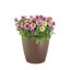 Lechuza Classico Color 28 Nutmeg Self-Watering Round Planter 11" 2