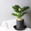Bleuhome 6 Pack Plastic Plant Saucer Water Drip Tray - Heavy Duty Drainage Trays for Indoor and Outdoor Flower Pots 4