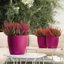 Lechuza Classico Color 28 Purple Garnet Matte Self-Watering Small Round Planter 11" 3