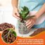 Legigo 12 Quarts Organic Orchid Potting Bark - All Natural Pine Bark Wood Chips for Root Development and Houseplant Mulch 7