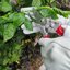 SLARMOR Heavy Duty Cowhide Leather Gardening Gloves - Thorn Proof Rose Pruning Gauntlets XL 4