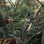 Fiskars 24-Inch Bypass Lopper - Lightweight Tree Pruning Tool with SoftGrip Handles & Shock-Absorbing System 3