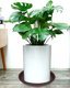 Bleuhome 2 Pack Plant Saucer and Bird Bath Bowl - 12 Inch Heavy Duty Plastic Drip Trays for Indoor and Outdoor Flower Pots 6