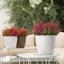Lechuza Classico Color 28 White Self-Watering Round Planter 11" 7
