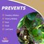 Bonide Captain Jack's Neem Oil 32 oz Ready-to-Use Spray - Organic 3-in-1 Insecticide, Miticide & Fungicide for Plants, Vegetables, Flowers and Indoor Houseplants 6