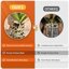 Legigo 12 Quarts Organic Orchid Potting Bark - All Natural Pine Bark Wood Chips for Root Development and Houseplant Mulch 3
