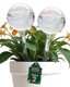 PlanKKers Iridescent Glass Self Watering Globes - Large Rainbow Plant Watering Bulbs for Indoor Plants (2 Pack) 8