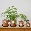 Bleuhome 6 Pack Plastic Plant Saucer Water Drip Tray - Heavy Duty Drainage Trays for Indoor and Outdoor Flower Pots 3