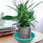 Bleuhome 6 Pack 6 Inch Plant Saucer Drainage Trays - Heavy Duty Plastic Flower Pot Water Trays for Indoor and Outdoor Use 3