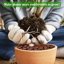 Legigo 4 LB Organic Leca Clay Pebbles, 4mm-16mm Natural Hydroton for Hydroponics, Aquaponics, Orchids and Indoor Plants 7