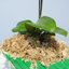 Yilotuce 3.2 oz Compressed Sphagnum Moss - Premium Clean Substrate for Orchids, Ferns, and Terrariums 2