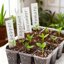 Bonviee 12 Pack Seed Starter Trays with Drainage Holes, Reusable Clear Plastic Seedling Propagation Trays for Root Monitoring 7