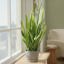 Root & Vessel Majestic Low Profile Cylinder Pot, Matte Gray, 12.5" 2