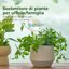 Bamworld Sfere di Irrigazione in Vetro Iridescente - Set da 2 Pezzi per Piante da Interno ed Esterno, Sistema di Auto-irrigazione Automatico per Vacanze 2