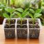 Bonviee 10 Pack Seed Starter Trays with Drainage Holes - Reusable Clear Plastic Seedling Propagation Trays, 6 Cells per Tray 7