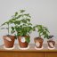 Bleuhome 2 Pack 8 Inch Plant Saucer White - Heavy Duty Plastic Round Drip Trays for Indoor & Outdoor Flower Pots 4