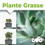 CIFO Concime Liquido Piante Grasse e Succulente 200ml - Fertilizzante con Ferro e Microelementi per Cactacee, Crassulacee e Agavacee - Favorisce Fioritura e Crescita Sana - Made in Italy 5