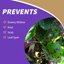 Bonide Captain Jack's Fruit Tree Spray 128 oz Concentrate - Organic Insecticide & Fungicide for Fruit, Nut, and Citrus Trees 4