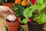 R&R SHOP Perlite Espansa Media - PH Neutro per Giardinaggio e Idroponica - 2 Litri 2