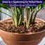 SuperMoss Orchid Potting Bark, 100% Natural White Fir, 1/4 inch, 1560 Cu. in. 3
