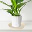 Bleuhome 6 Pack 8 Inch Plant Saucers - Heavy Duty Plastic Round Drip Trays & Bird Bath Bowls 5