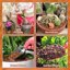 Legigo 10 Quarts Organic Orchid Potting Bark - All Natural Pine Bark Wood Chips for Houseplant Mulch and Root Development 6