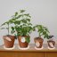 Bleuhome 6 Pack Plant Saucer 5 Inch - Heavy Duty Plastic Drainage Trays for Indoor and Outdoor Flower Pots 3