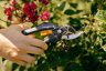 Fiskars Forbici da Potatura Bypass SingleStep P26, Lame in Acciaio Antiaderente, Taglio fino a 2,2 cm, Nero/Arancione 5