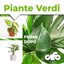 CIFO Concime Liquido Piante Verdi e Grasse 1L - Fertilizzante per Casa, Terrazzo e Balcone - Stimola Crescita, Radici e Colore Verde Intenso - Made in Italy 5