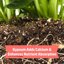 Back to the Roots 100% Organic Bone Meal - Premium Slow-Release Plant Fertilizer for Indoor and Outdoor Gardening 6