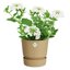 Elho Greenville Round 14 Vaso con serbatoio idrico integrato per Interno/esterno, Plastica Riciclata Ø 14.0 x H 13.4 cm - Beige/Sabbia Dorata 3
