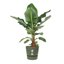 Elho Greenville Round 55 Vaso con serbatoio idrico integrato per Interno/esterno, Plastica Riciclata 100% - Verde/Leaf Green 3